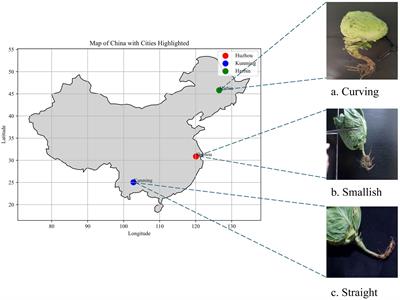 YOLOv5-POS: research on cabbage pose prediction method based on multi-task perception technology